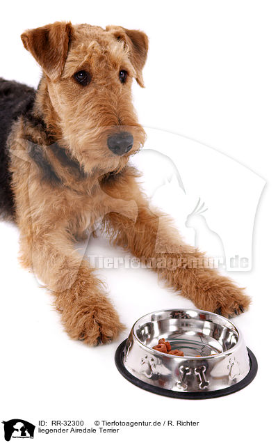 liegender Airedale Terrier / lying Airedale Terrier / RR-32300