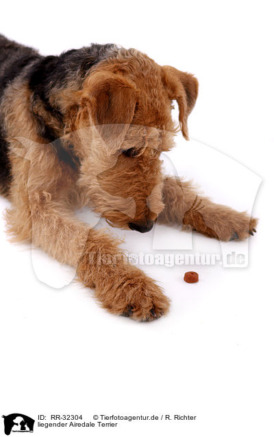 liegender Airedale Terrier / lying Airedale Terrier / RR-32304