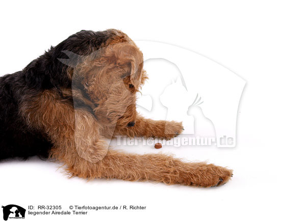 liegender Airedale Terrier / lying Airedale Terrier / RR-32305