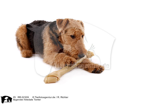 liegender Airedale Terrier / lying Airedale Terrier / RR-32309