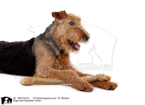 liegender Airedale Terrier / lying Airedale Terrier / RR-32310