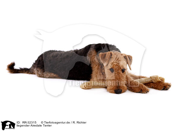 liegender Airedale Terrier / lying Airedale Terrier / RR-32315