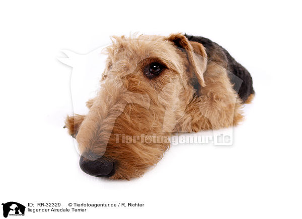liegender Airedale Terrier / lying Airedale Terrier / RR-32329