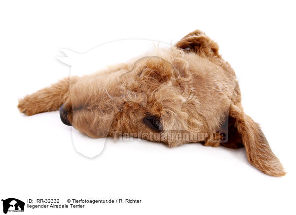 liegender Airedale Terrier / lying Airedale Terrier / RR-32332