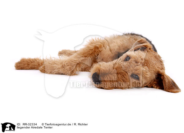 liegender Airedale Terrier / lying Airedale Terrier / RR-32334