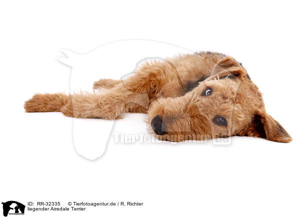 liegender Airedale Terrier / lying Airedale Terrier / RR-32335