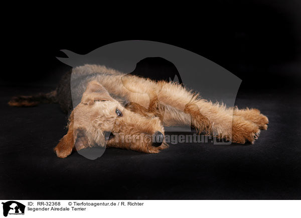 liegender Airedale Terrier / lying Airedale Terrier / RR-32368