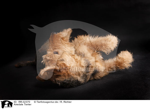 Airedale Terrier / Airedale Terrier / RR-32370