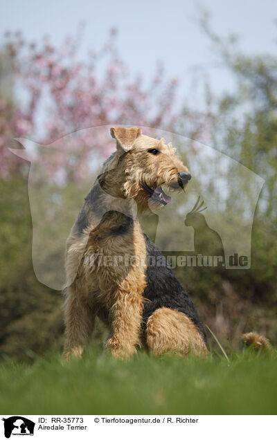 Airedale Terrier / Airedale Terrier / RR-35773