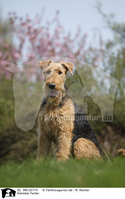 Airedale Terrier / Airedale Terrier / RR-35774