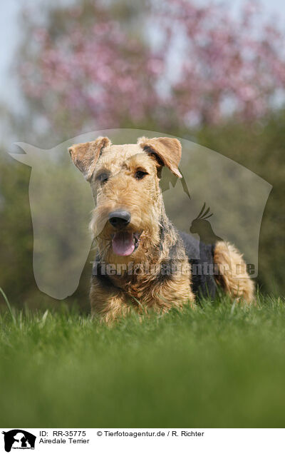 Airedale Terrier / Airedale Terrier / RR-35775