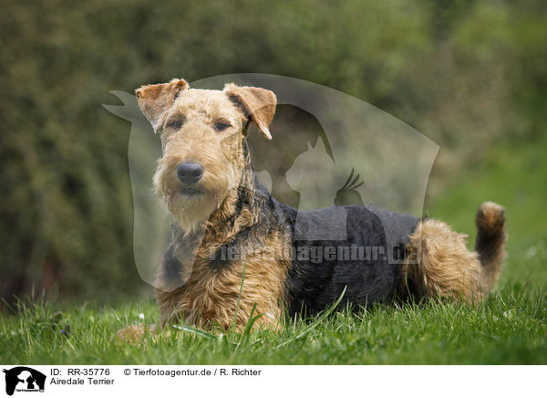 Airedale Terrier / Airedale Terrier / RR-35776