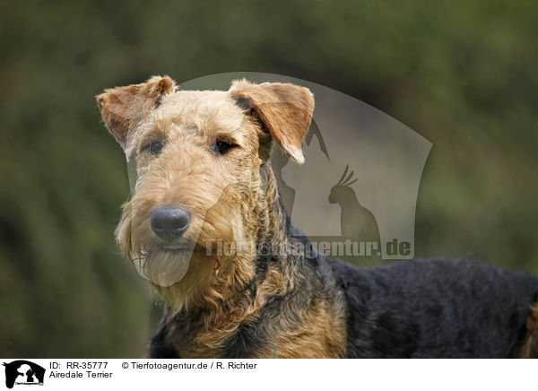 Airedale Terrier / Airedale Terrier / RR-35777