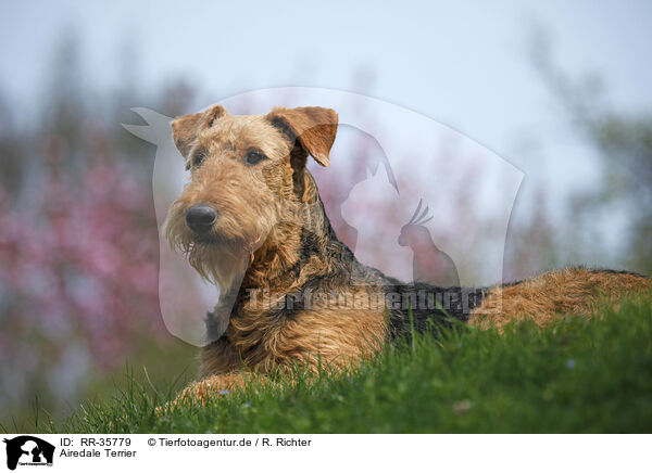 Airedale Terrier / Airedale Terrier / RR-35779