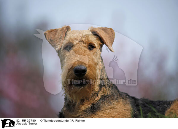 Airedale Terrier / Airedale Terrier / RR-35780