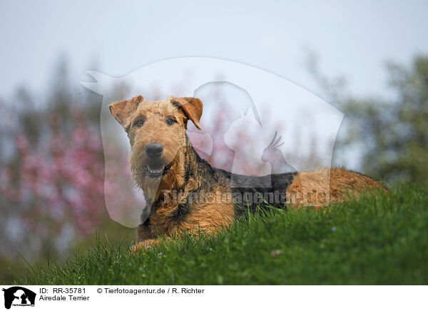 Airedale Terrier / Airedale Terrier / RR-35781