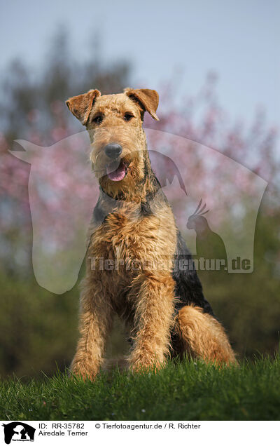 Airedale Terrier / Airedale Terrier / RR-35782