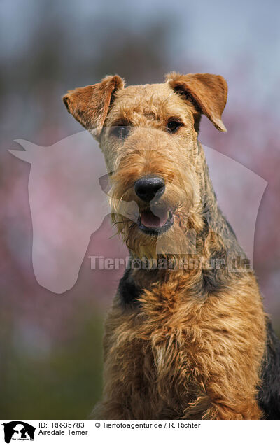 Airedale Terrier / Airedale Terrier / RR-35783