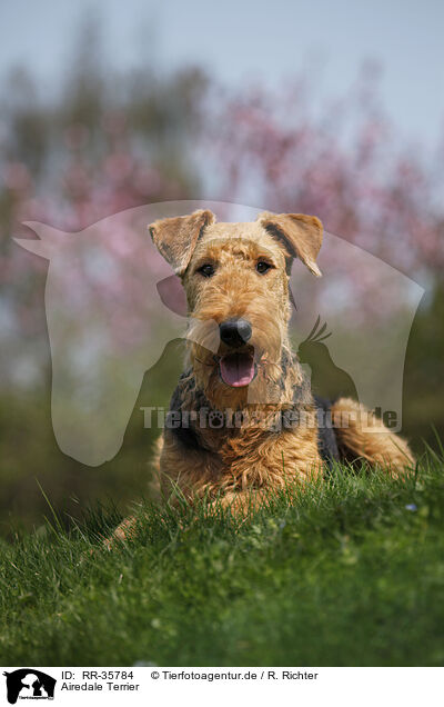 Airedale Terrier / Airedale Terrier / RR-35784
