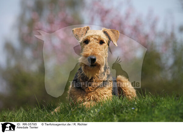 Airedale Terrier / Airedale Terrier / RR-35785