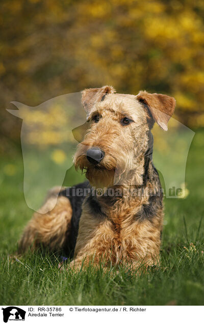 Airedale Terrier / Airedale Terrier / RR-35786