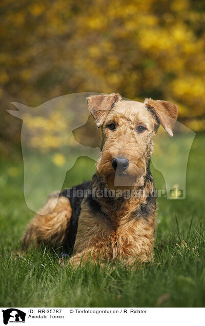 Airedale Terrier / Airedale Terrier / RR-35787