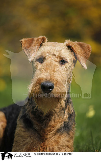 Airedale Terrier / Airedale Terrier / RR-35788