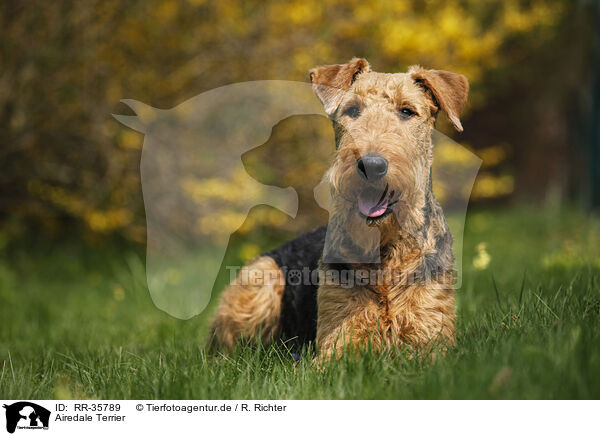 Airedale Terrier / Airedale Terrier / RR-35789