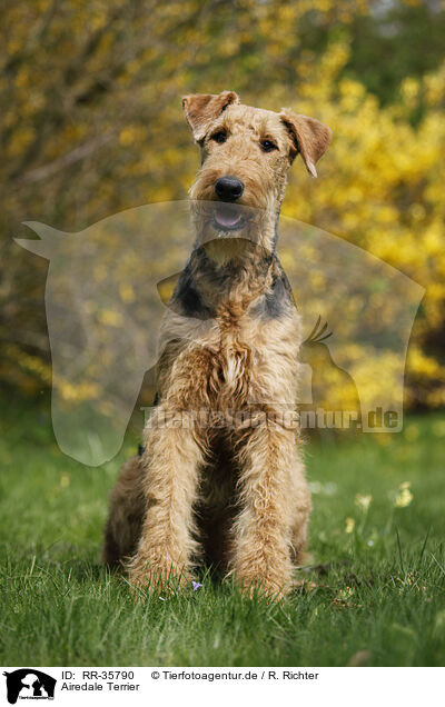 Airedale Terrier / Airedale Terrier / RR-35790