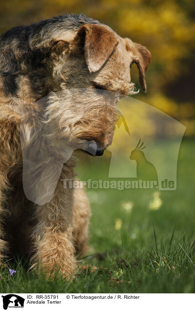 Airedale Terrier / Airedale Terrier / RR-35791
