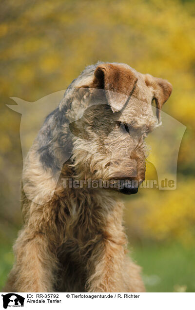 Airedale Terrier / Airedale Terrier / RR-35792