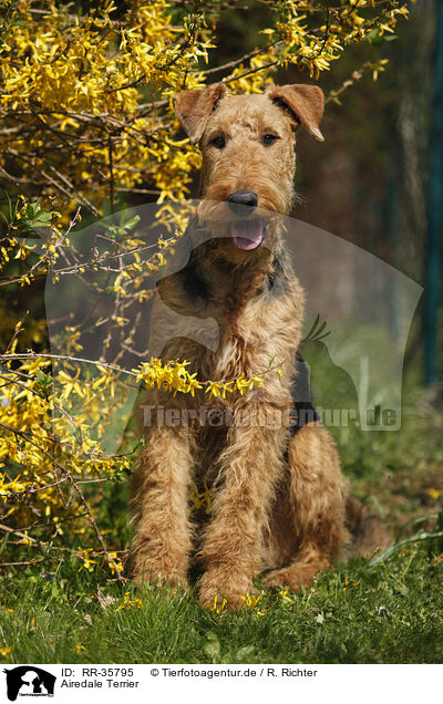 Airedale Terrier / Airedale Terrier / RR-35795
