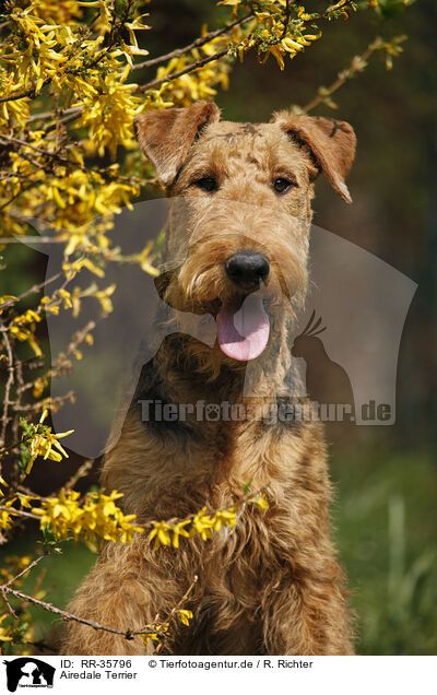 Airedale Terrier / Airedale Terrier / RR-35796