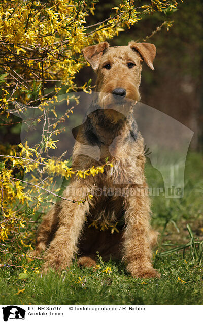 Airedale Terrier / Airedale Terrier / RR-35797