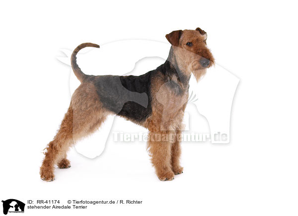stehender Airedale Terrier / standing Airedale Terrier / RR-41174