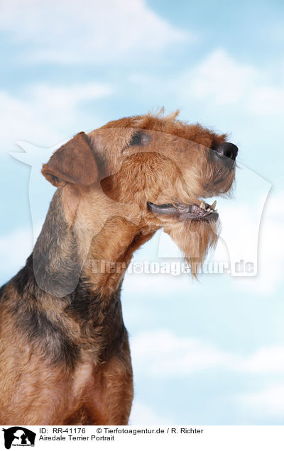 Airedale Terrier Portrait / Airedale Terrier Portrait / RR-41176