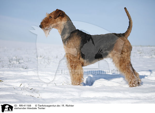 stehender Airedale Terrier / standing Airedale Terrier / RR-41188