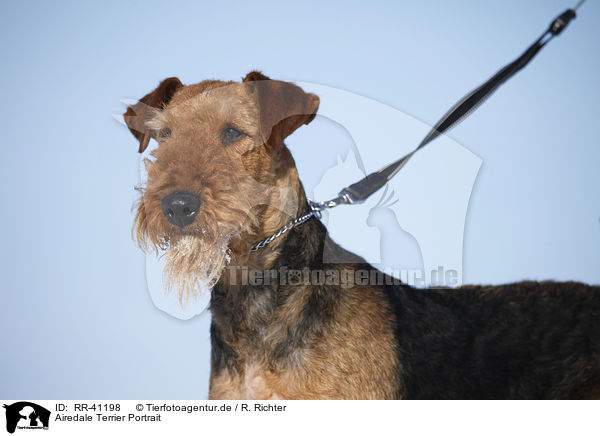 Airedale Terrier Portrait / RR-41198
