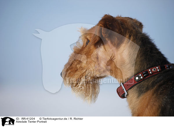 Airedale Terrier Portrait / RR-41204