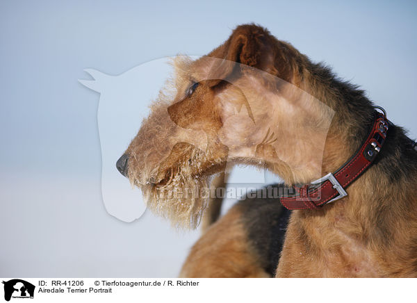 Airedale Terrier Portrait / Airedale Terrier Portrait / RR-41206