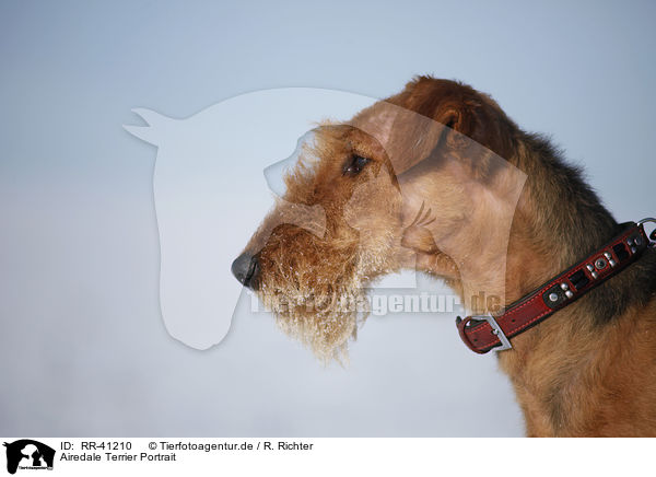 Airedale Terrier Portrait / RR-41210