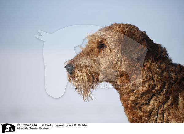 Airedale Terrier Portrait / RR-41214