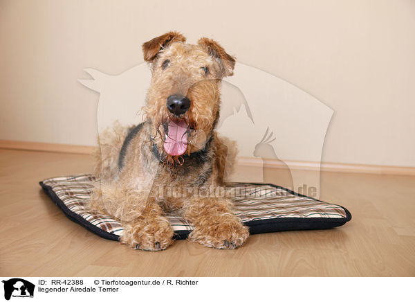 liegender Airedale Terrier / lying Airedale Terrier / RR-42388