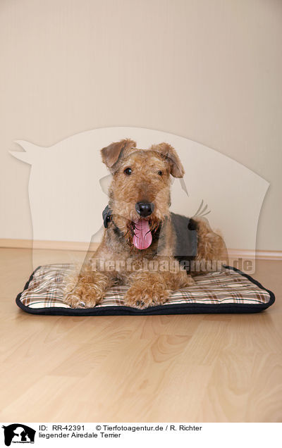 liegender Airedale Terrier / lying Airedale Terrier / RR-42391