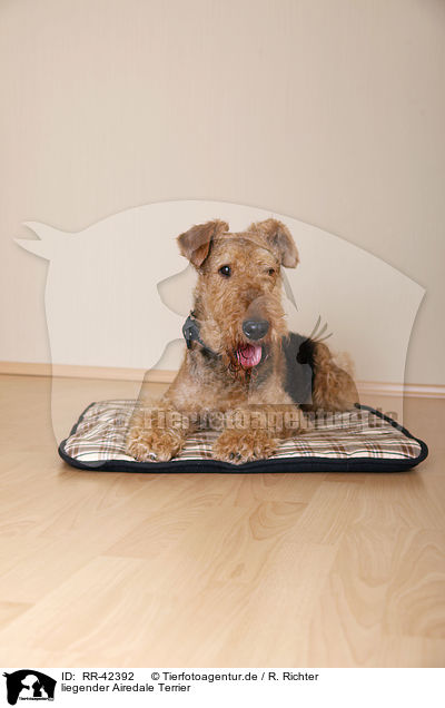 liegender Airedale Terrier / lying Airedale Terrier / RR-42392