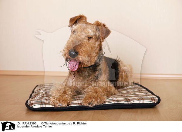 liegender Airedale Terrier / lying Airedale Terrier / RR-42393