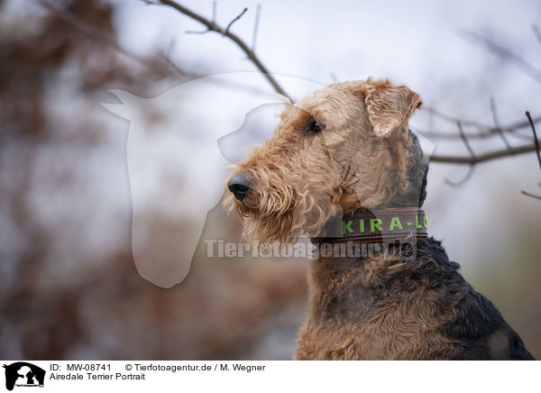 Airedale Terrier Portrait / Airedale Terrier Portrait / MW-08741