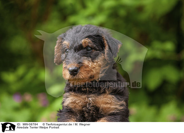 Airedale Terrier Welpe Portrait / Airedale Terrier Puppy portrait / MW-08784