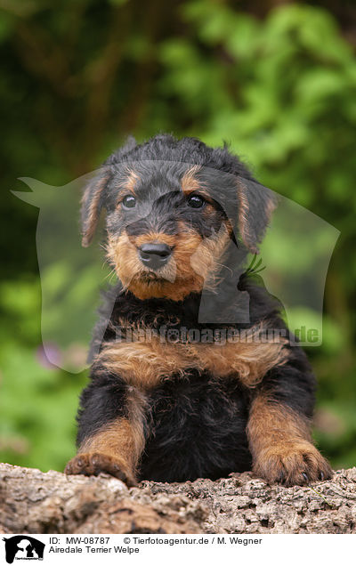 Airedale Terrier Welpe / Airedale Terrier Puppy / MW-08787