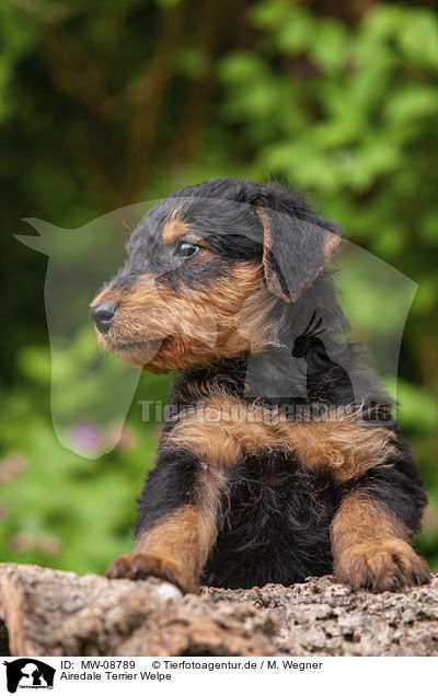 Airedale Terrier Welpe / Airedale Terrier Puppy / MW-08789
